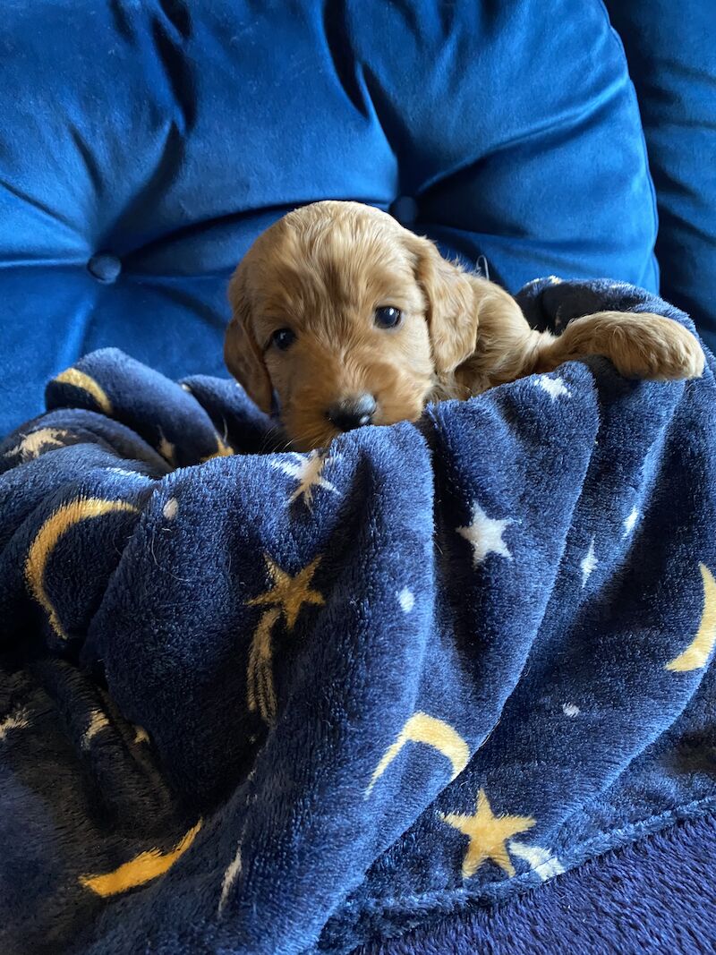 Cockapoo F1b £1200 for sale in Scunthorpe, Lincolnshire - Image 10