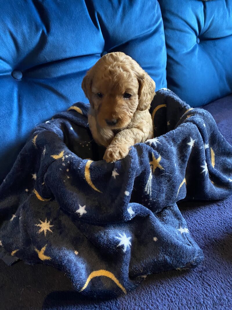 Cockapoo F1b £1200 for sale in Scunthorpe, Lincolnshire - Image 12