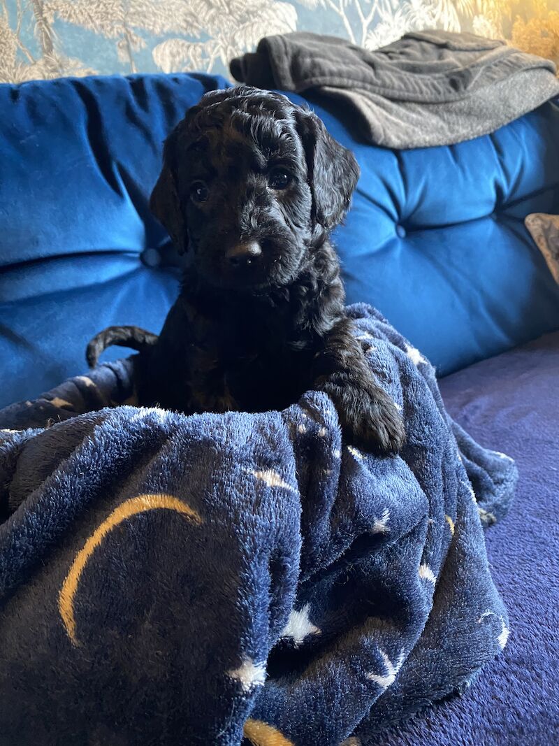 Cockapoo F1b £1200 for sale in Scunthorpe, Lincolnshire - Image 14