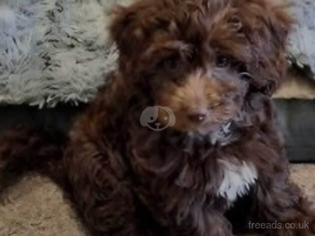 Cockapoo f1b boy ! for sale in Cleveleys, Lancashire - Image 1