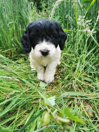 Cockapoo F1b for sale checked chipped vaccinated. for sale in Studley, Warwickshire