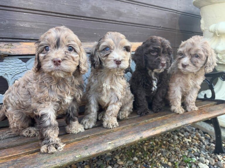 Cockapoo F1b puppies for sale in Great Yarmouth, Norfolk