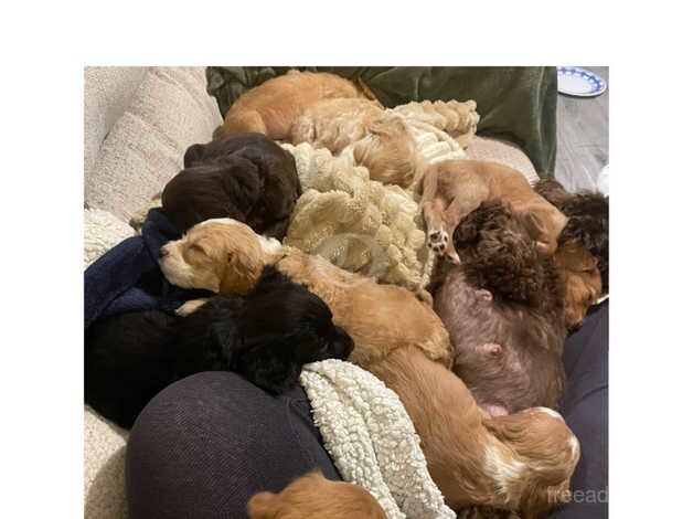 Cockapoo F1B puppies for sale in Chatteris, Cambridgeshire