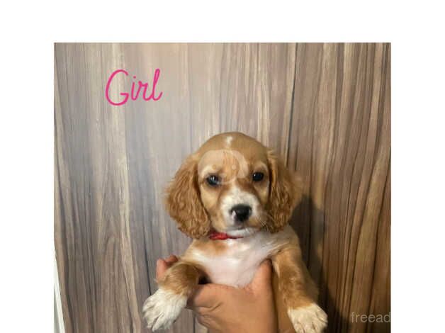 Cockapoo F1B puppies for sale in Chatteris, Cambridgeshire - Image 2