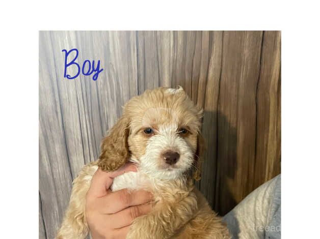 Cockapoo Puppies for sale