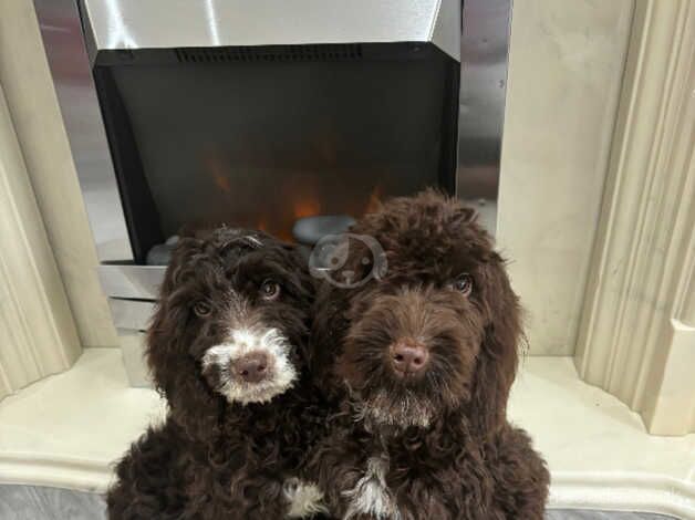 Cockapoo f1b Puppies (Mearl) for sale in Lowestoft, Suffolk - Image 1