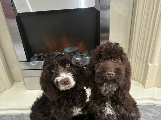 Cockapoo f1b Puppies (Mearl) for sale in Lowestoft, Suffolk - Image 3