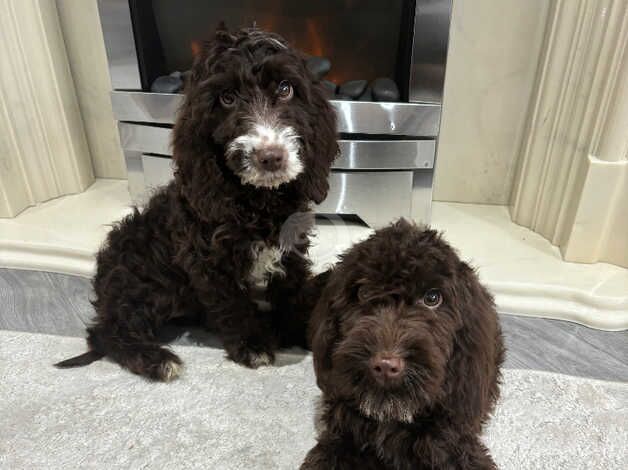 Cockapoo Puppies for sale