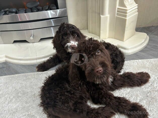 Cockapoo f1b Puppies (Mearl) for sale in Lowestoft, Suffolk - Image 5