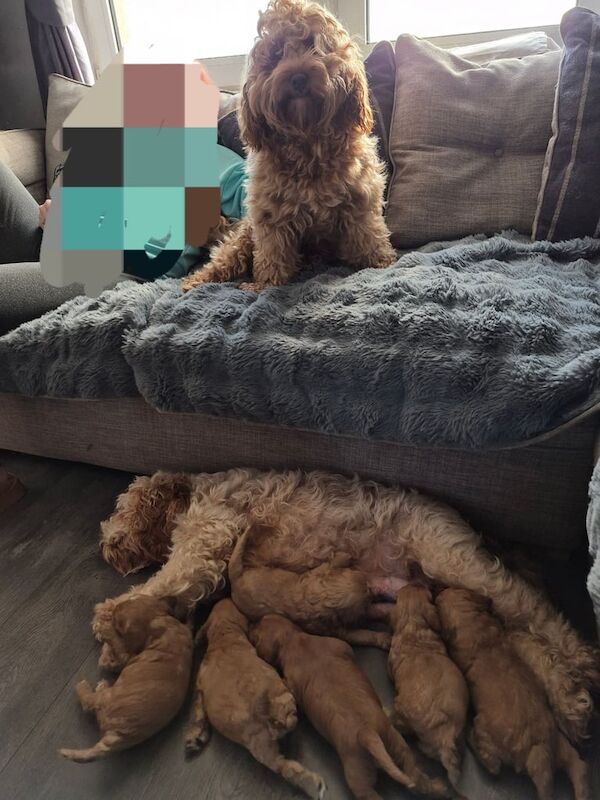 Cockapoo F2 pups for sale in Bellshill, Lanarkshire