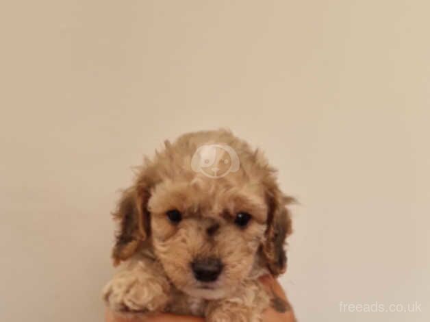 Cockapoo F2b for sale in Ipswich, Suffolk