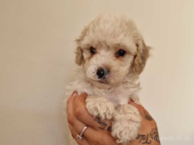 Cockapoo F2b for sale in Ipswich, Suffolk - Image 3