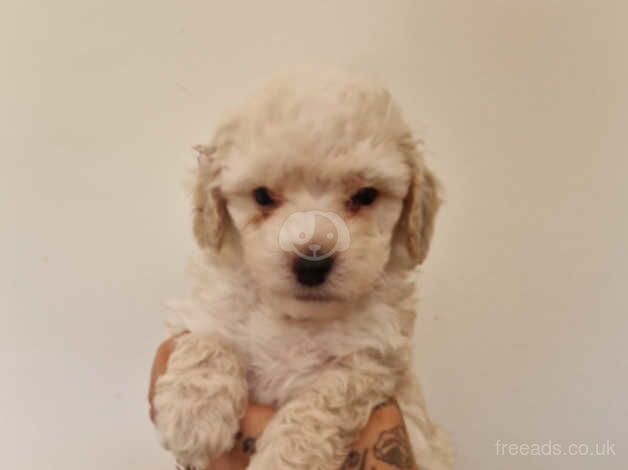 Cockapoo F2b for sale in Ipswich, Suffolk - Image 4