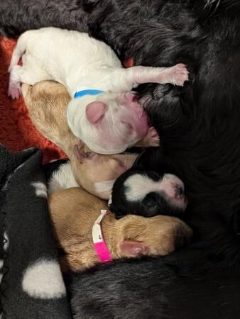 Cockapoo fb1 puppies arrived for sale in Corringham, Essex - Image 1