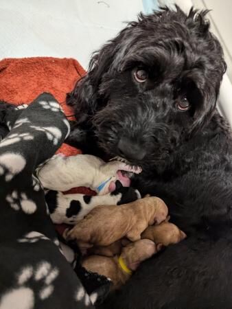 Cockapoo fb1 puppies arrived for sale in Corringham, Essex - Image 3