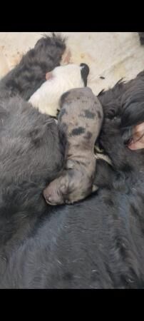 Cockapoo fb1 puppies arrived for sale in Corringham, Essex - Image 4