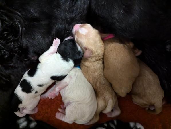 Cockapoo fb1 puppies arrived for sale in Corringham, Essex - Image 5