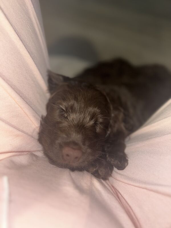 Cockapoo female for sale in Faversham, Kent