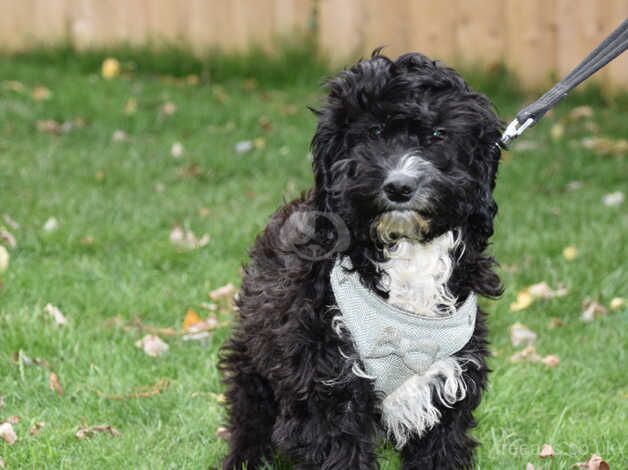 Cockapoo Female F1 Ready Now. for sale in Addlethorpe, Lincolnshire