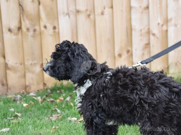 Cockapoo Female F1 Ready Now. for sale in Addlethorpe, Lincolnshire - Image 2