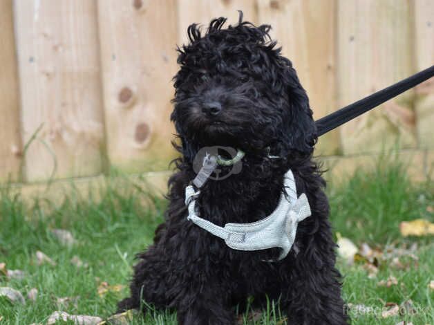 Cockapoo Female F1 Ready Now. for sale in Addlethorpe, Lincolnshire - Image 4