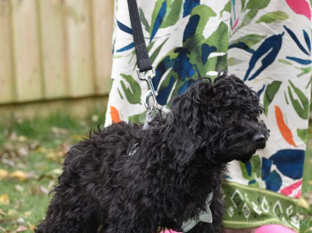 Cockapoo Female F1 Ready Now. for sale in Addlethorpe, Lincolnshire - Image 5