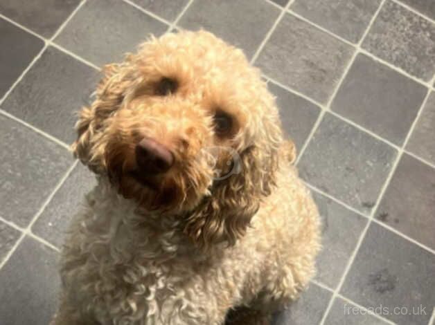 Cockapoo female for sale in Derby, Derbyshire - Image 1