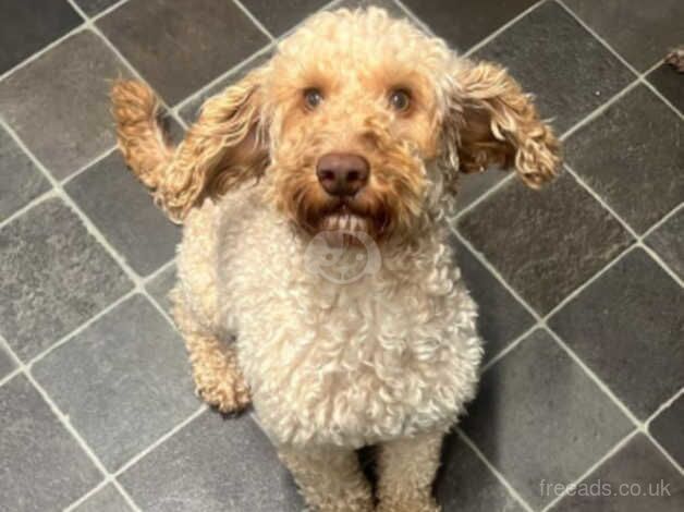 Cockapoo female for sale in Derby, Derbyshire - Image 2