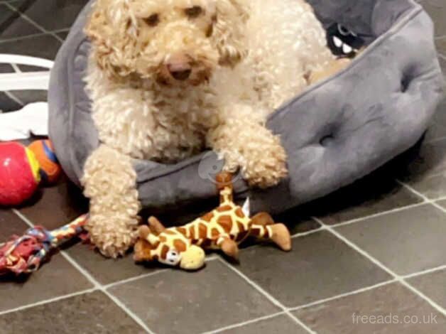 Cockapoo female for sale in Derby, Derbyshire - Image 3