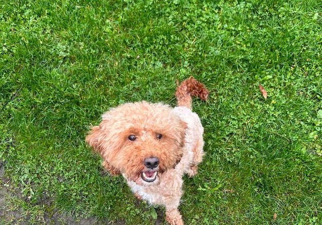 Cockapoo for rehoming for sale in Manchester, Greater Manchester