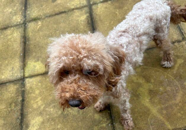 Cockapoo for rehoming for sale in Manchester, Greater Manchester - Image 2