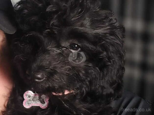 Cockapoo for sale in Hessle, West Yorkshire - Image 3