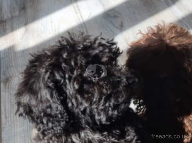 Cockapoo for sale in Hessle, West Yorkshire - Image 4