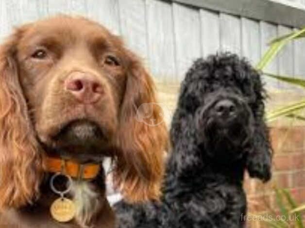 Cockapoo for sale in Hessle, West Yorkshire - Image 5