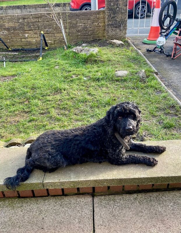 Cockapoo Girl for sale in Nelson, Lancashire