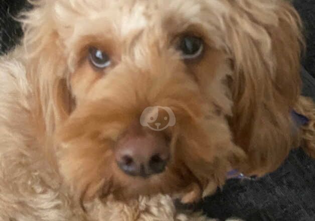 Cockapoo girl for sale in Liverpool, Merseyside