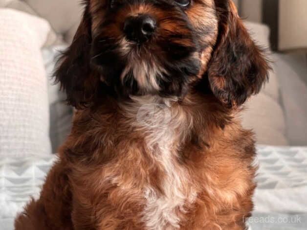 Cockapoo girl for sale in Swansea