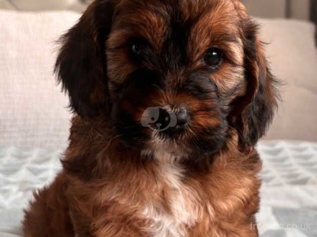 Cockapoo girl for sale in Swansea - Image 2