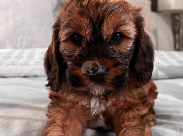 Cockapoo girl for sale in Swansea - Image 3