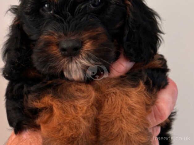 Cockapoo girl for sale in Swansea - Image 4