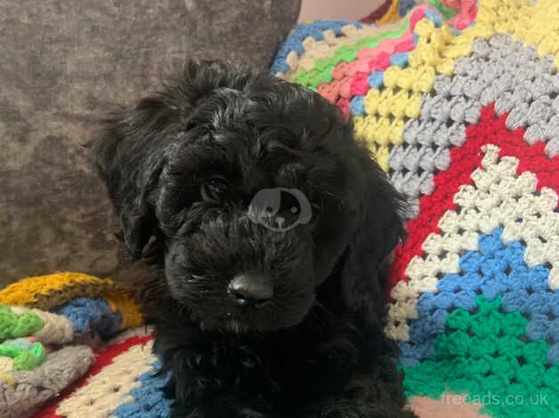 Cockapoo girl puppy ready now for sale in Bristol - Image 1