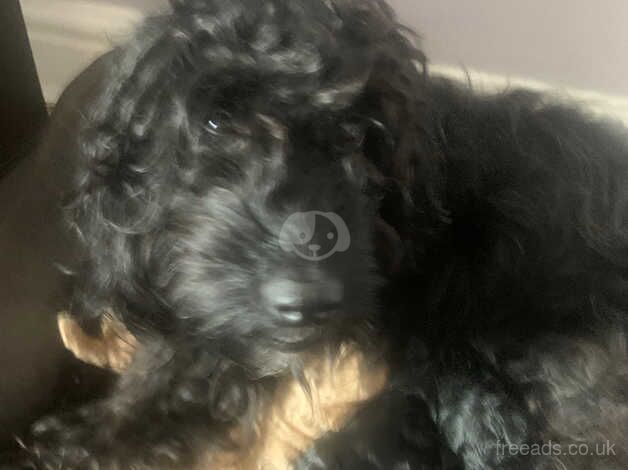 Cockapoo girl puppy ready now for sale in Bristol - Image 2