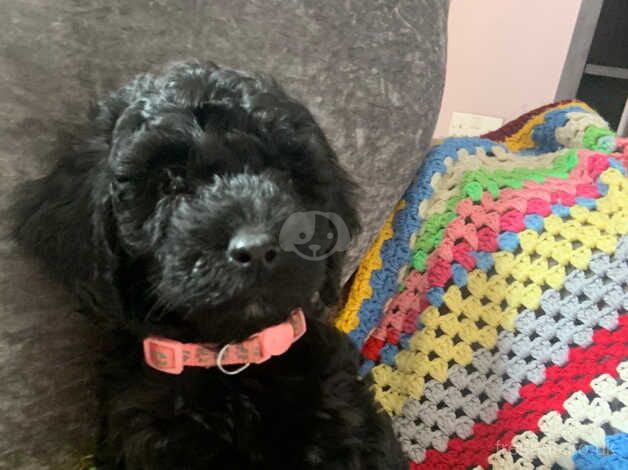 Cockapoo girl puppy ready now for sale in Bristol - Image 3