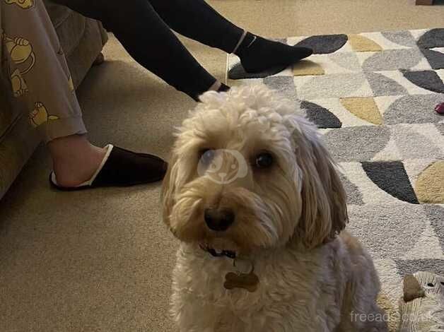 Cockapoo for sale in Billingham, County Durham