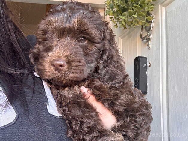 Cockapoo for sale in Birmingham, West Midlands - Image 1