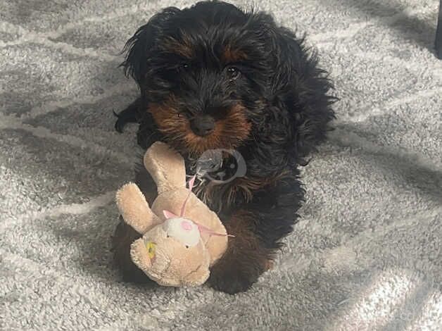 Cockapoo for sale in Bridgend - Image 1