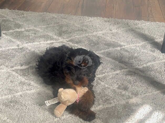 Cockapoo for sale in Bridgend - Image 2