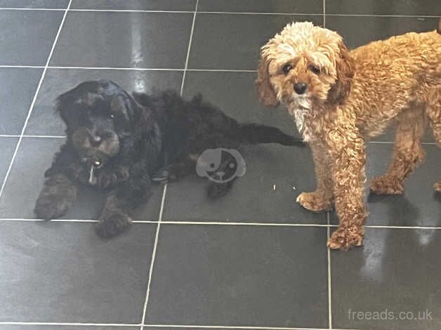 Cockapoo for sale in Bridgend - Image 3