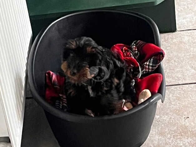 Cockapoo for sale in Bridgend - Image 4