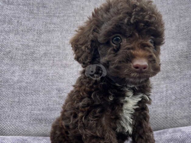 Cockapoo for sale in Cirencester, Gloucestershire